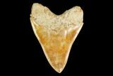 Serrated, Fossil Megalodon Tooth - Inch Indonesian Tooth! #148969-1